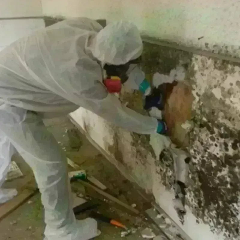 Mold Remediation and Removal in Eagle River, WI